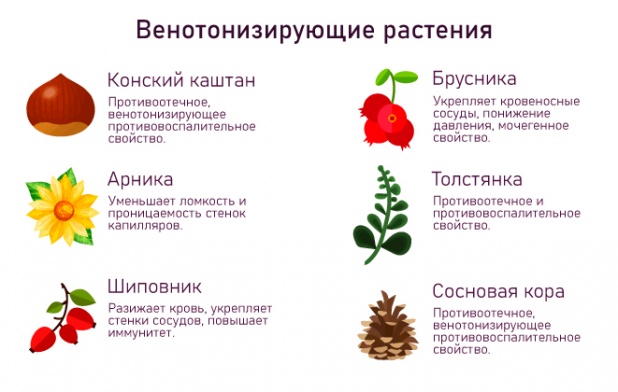 растения венотоники