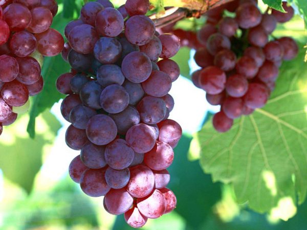 Виноград и его польза коже
