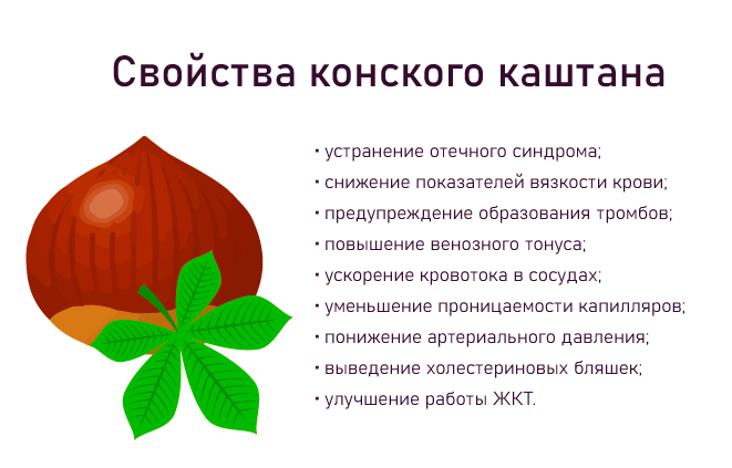 конский каштан свойства